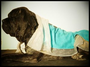 enveloppement aux algues